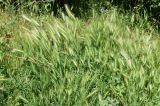 Hordeum leporinum