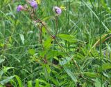 Osbeckia stellata