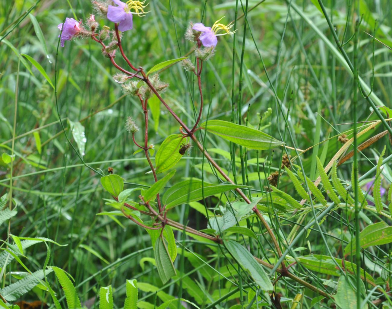 Image of Osbeckia stellata specimen.