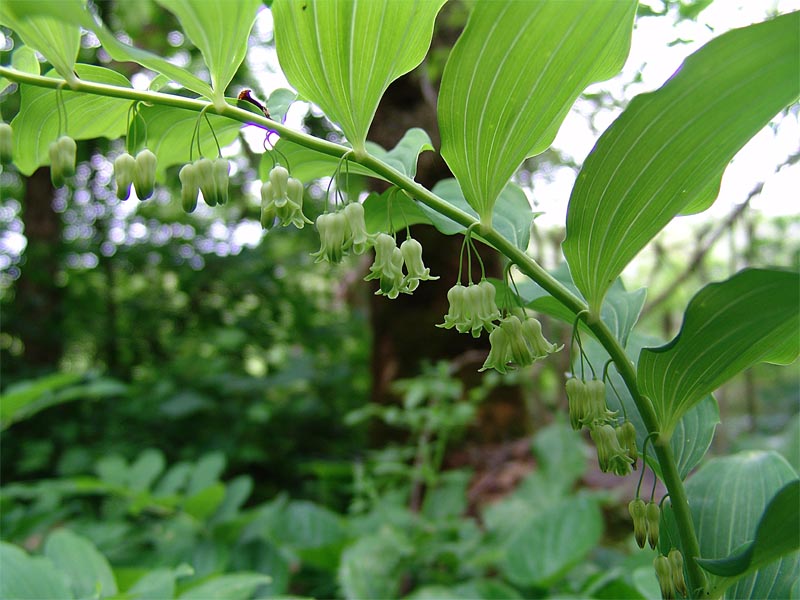 Image of Polygonatum orientale specimen.