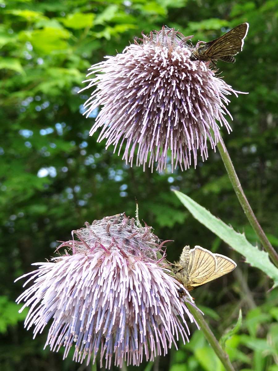 Изображение особи род Cirsium.