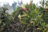 Elleanthus strobilifer