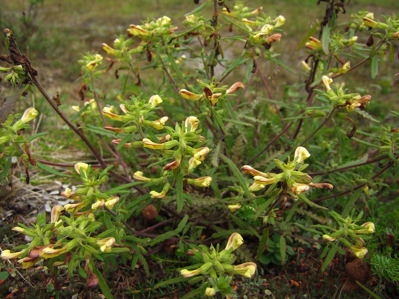 Изображение особи Pedicularis labradorica.