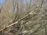 Salix elbursensis. Верхушка распускающегося побега. Краснодарский край, Абинский р-н, ст. Холмская, берег р. Хабль. 16.03.2018.