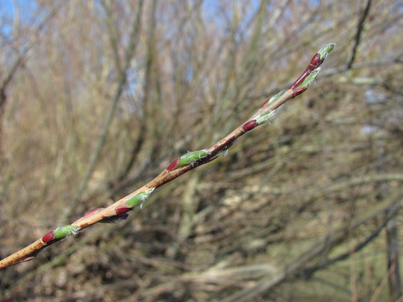 Image of Salix elbursensis specimen.