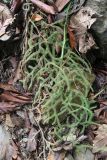 Huperzia squarrosa. Вегетирующее растение. Малайзия, о-в Борнео, штат Сабах, склон горы Трас-Мади, ≈ 1800 м н.у.м, тропический дождевой лес. Февраль 2013 г.