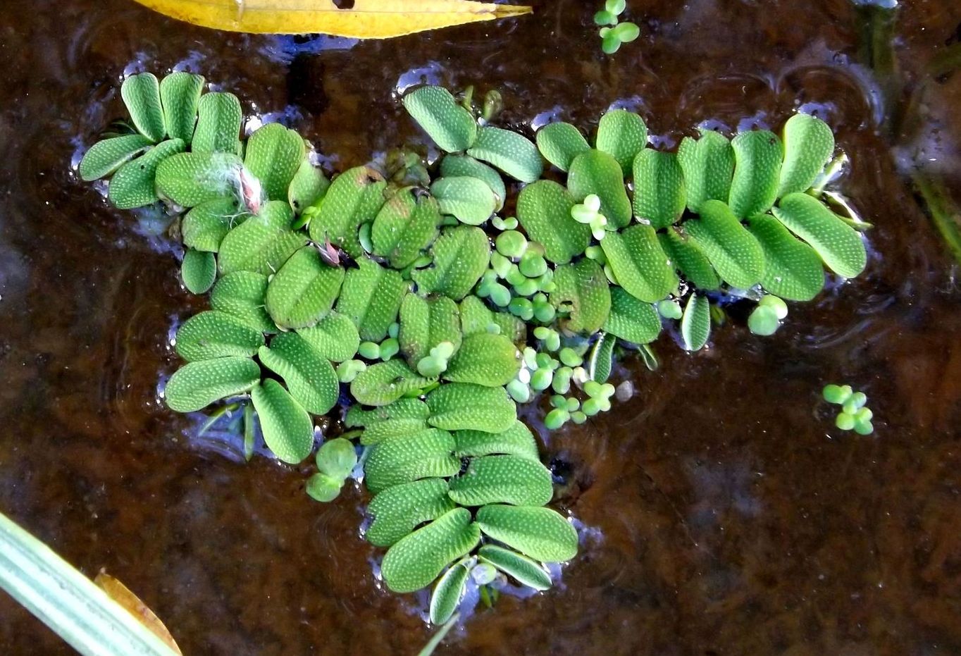 Image of Salvinia natans specimen.