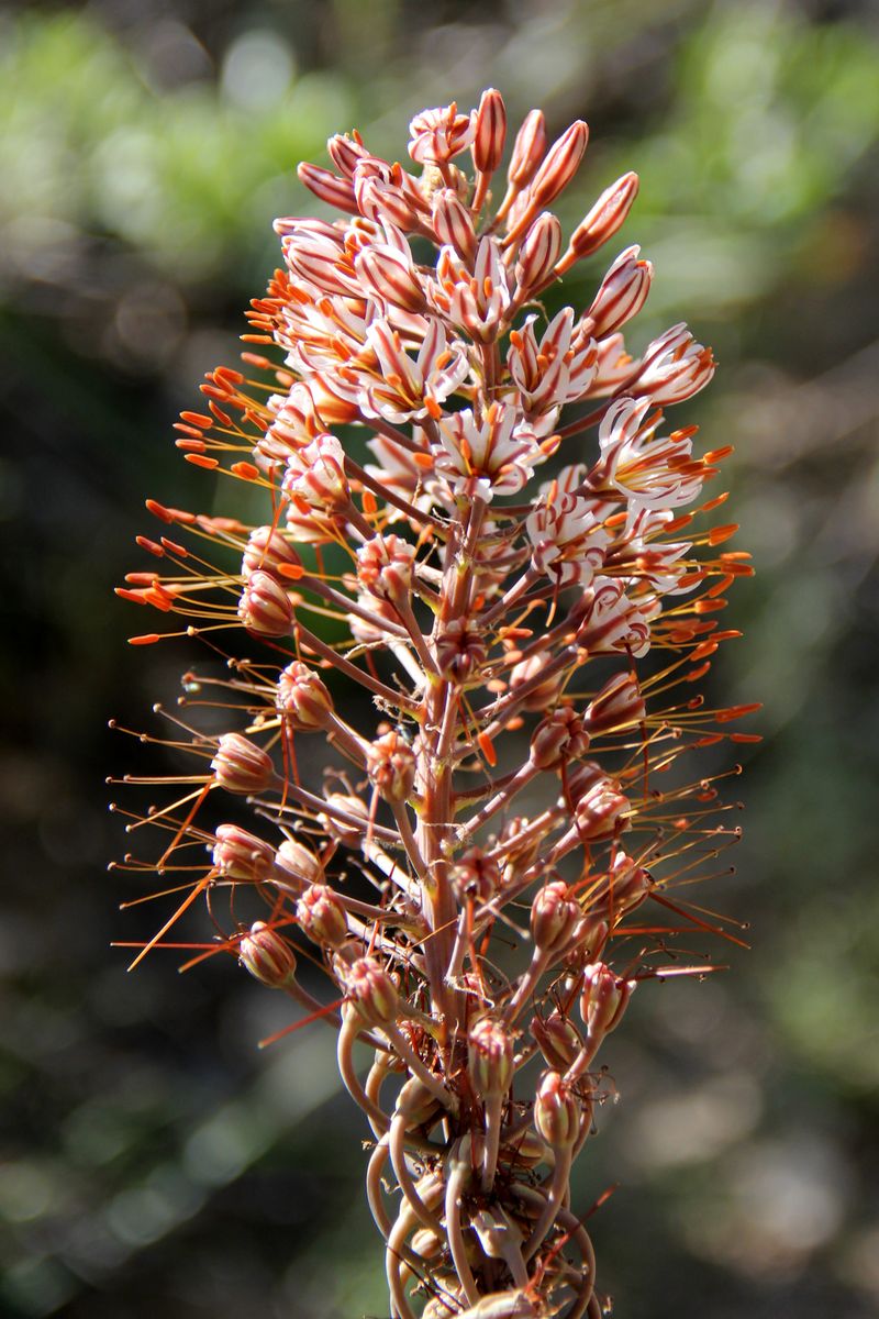 Image of Eremurus regelii specimen.