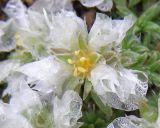 Paronychia cephalotes