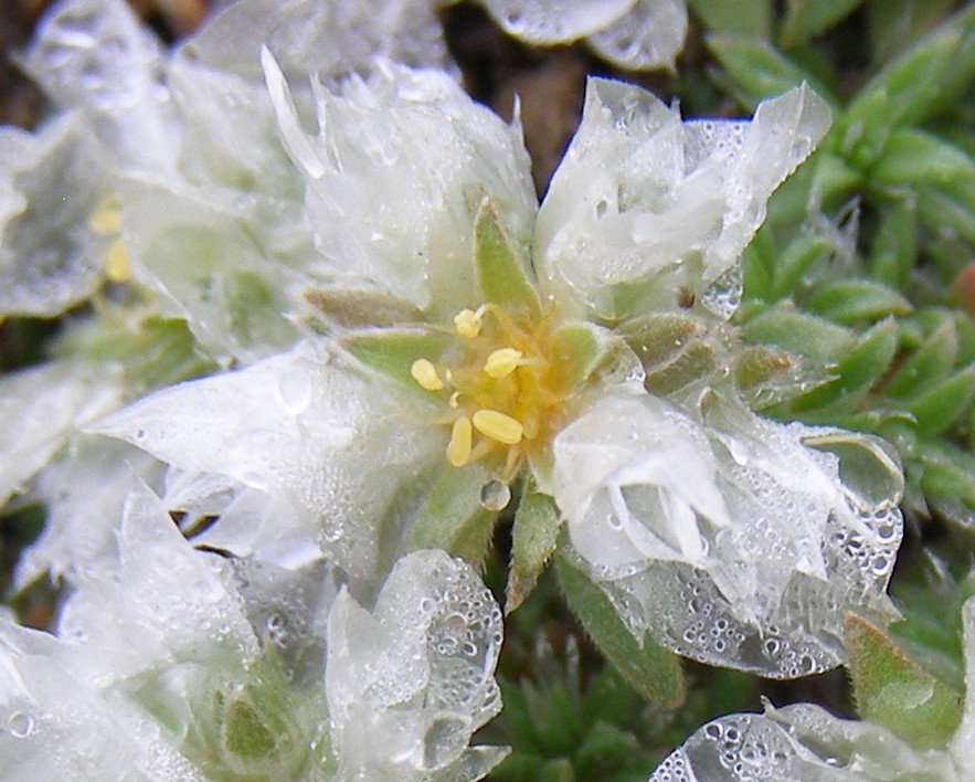 Image of Paronychia cephalotes specimen.