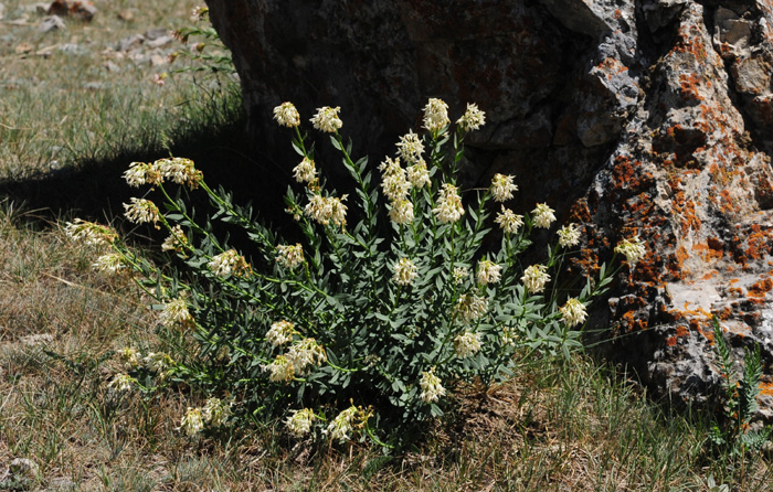 Image of Stelleropsis tianschanica specimen.
