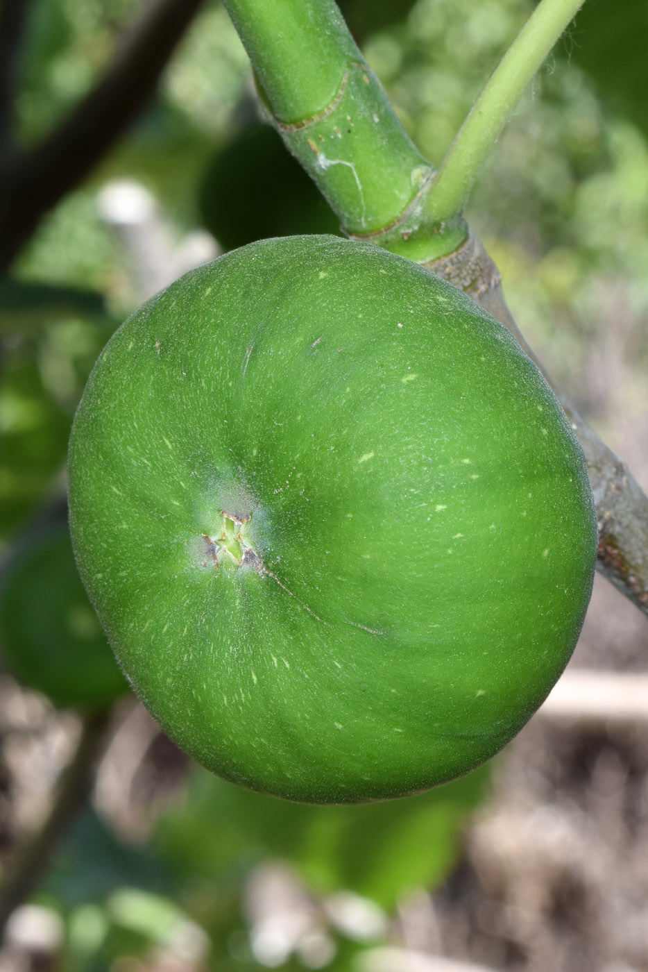 Image of Ficus carica specimen.