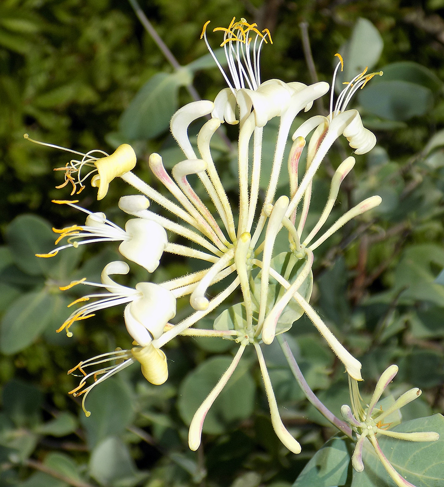 Изображение особи Lonicera etrusca.