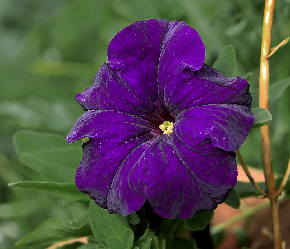Image of Petunia &times; atkinsiana specimen.
