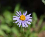 Aster alpinus
