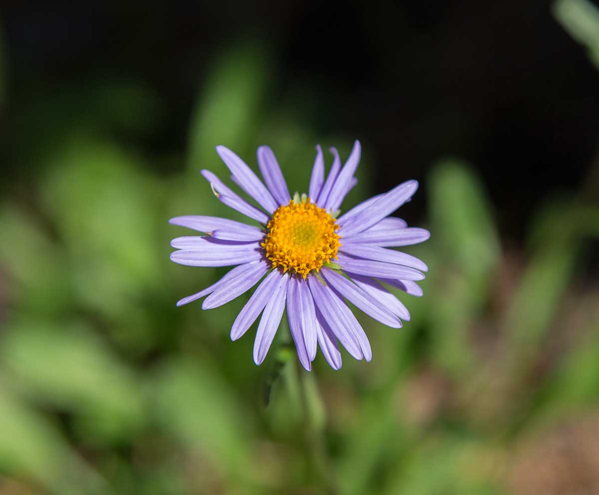 Изображение особи Aster alpinus.