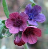 Cynoglossum officinale