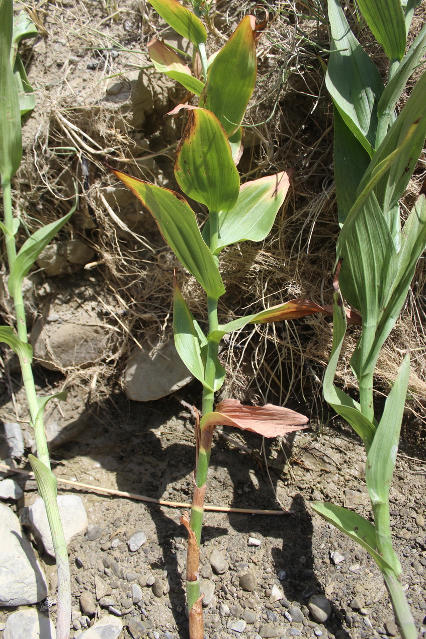 Image of Epipactis veratrifolia specimen.