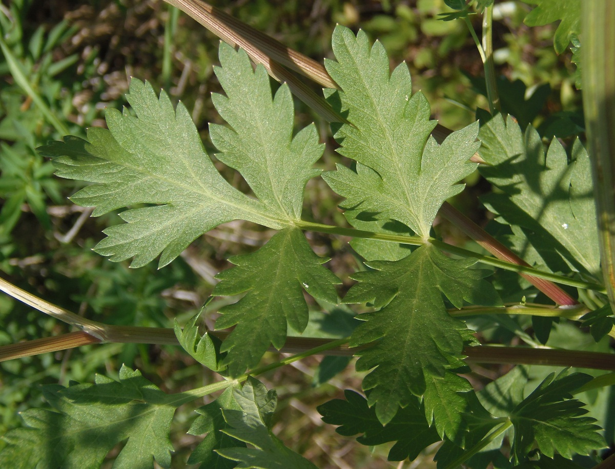 Image of Seseli libanotis specimen.