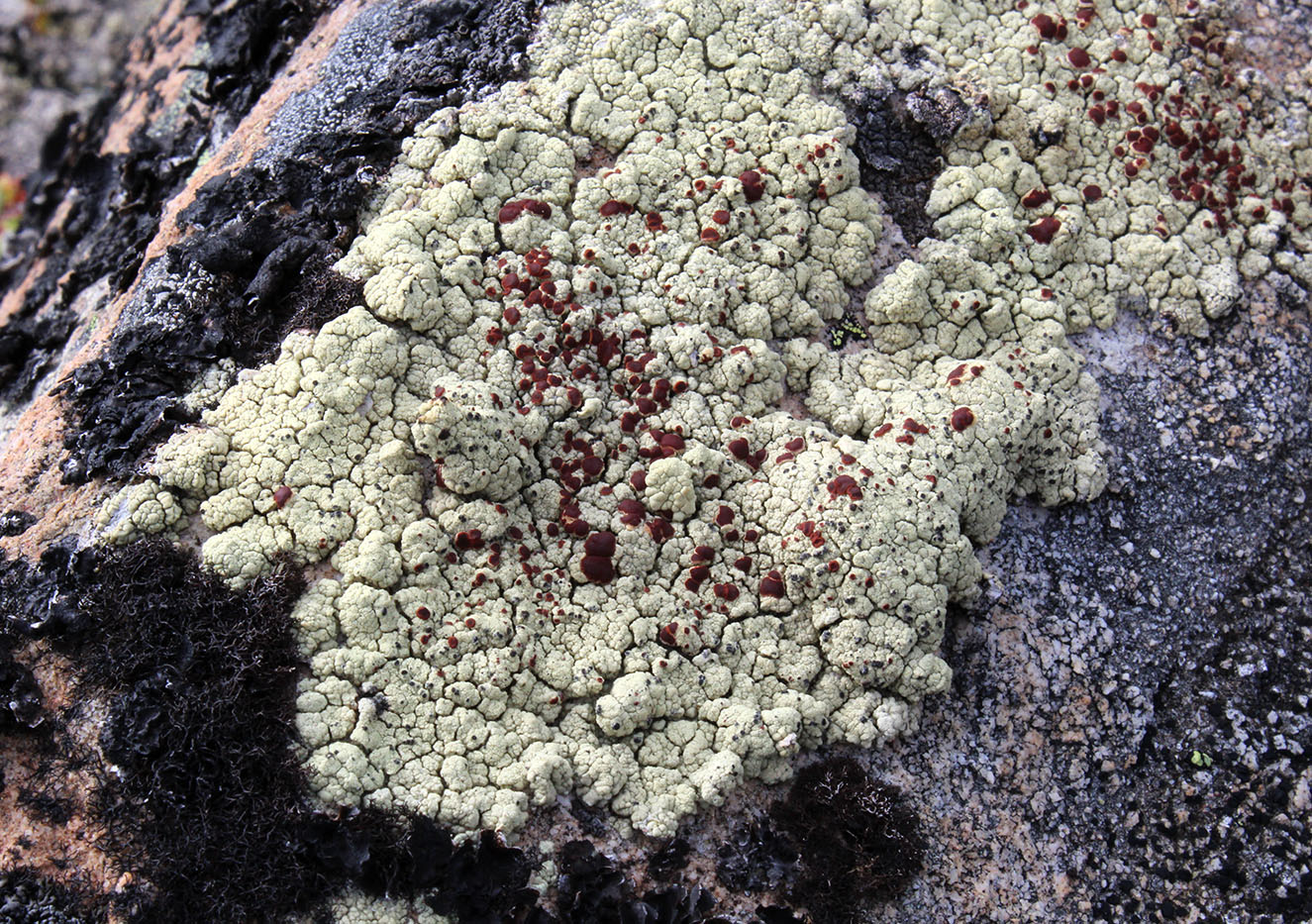 Image of Ophioparma ventosa specimen.