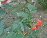 Sorbus hybrida. Ветвь с соплодием. Тверская обл., г. Тверь, Заволжский р-н, в дворовом озеленении. 04.09.2018.