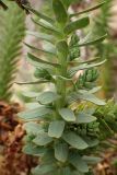 Euphorbia paralias