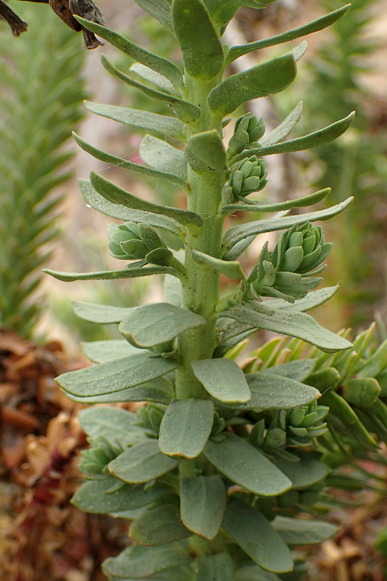Image of Euphorbia paralias specimen.