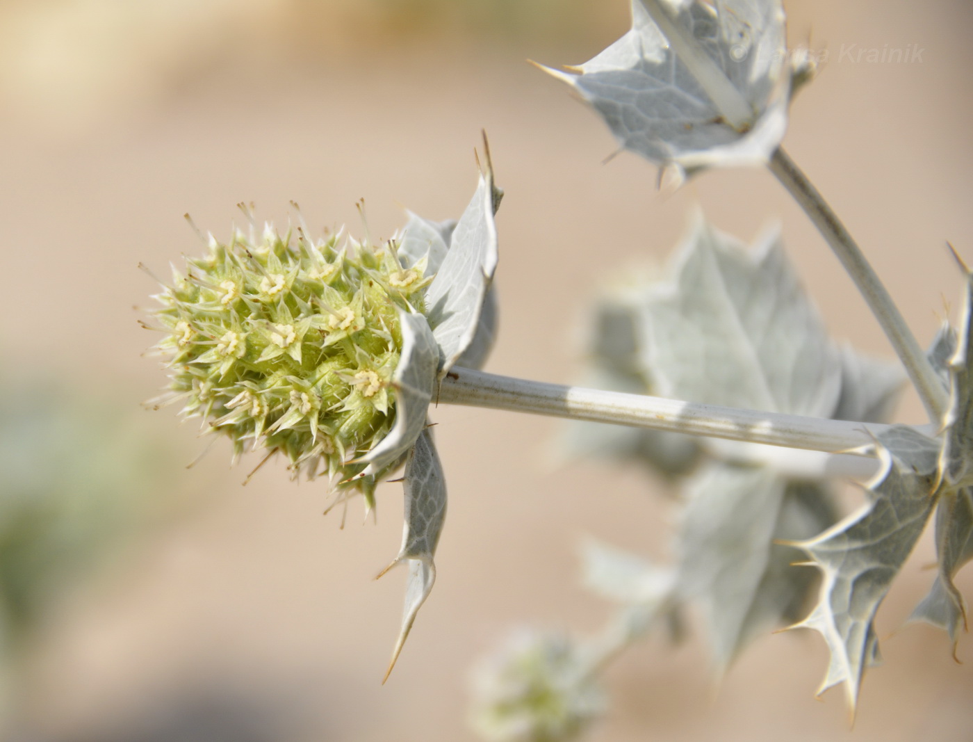 Изображение особи Eryngium maritimum.