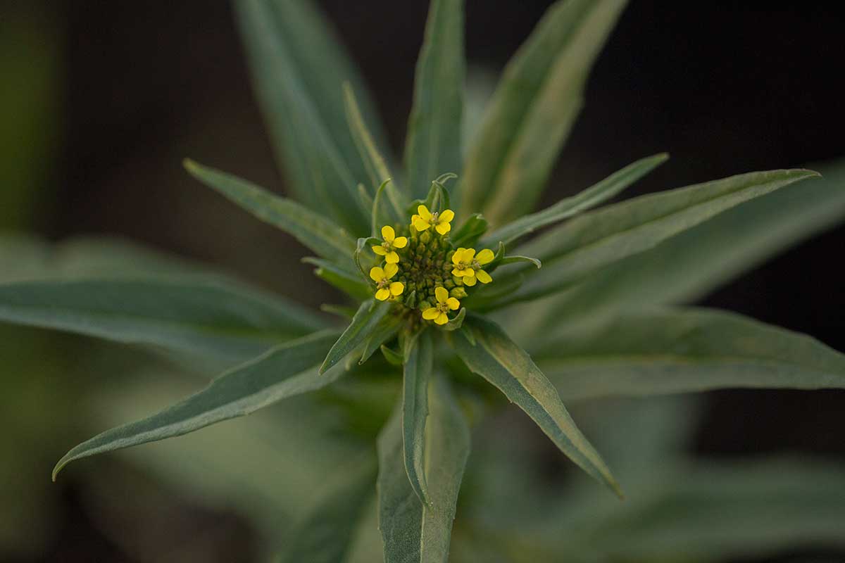 Image of Erysimum cheiranthoides specimen.