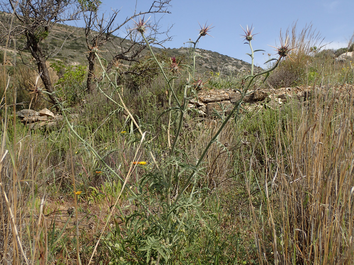 Image of Centaurea laconica specimen.