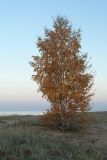 Betula pendula
