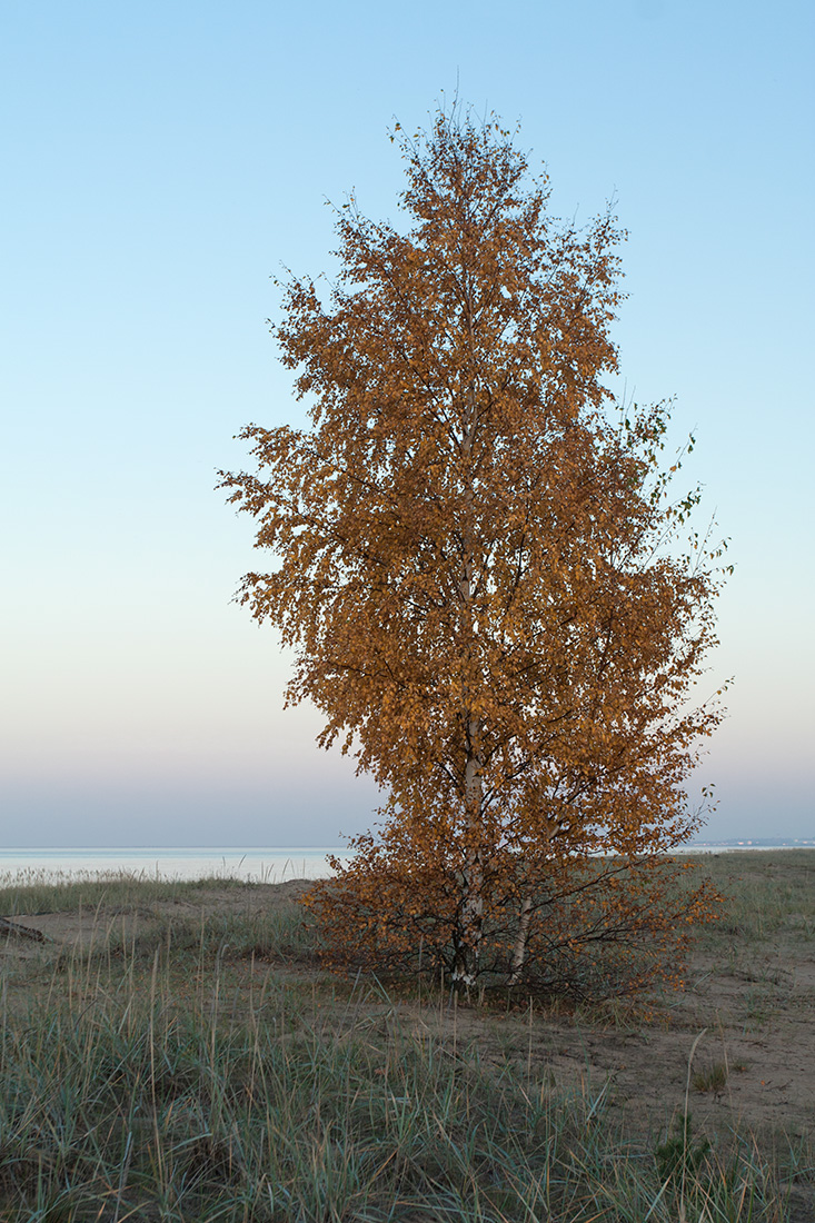 Изображение особи Betula pendula.