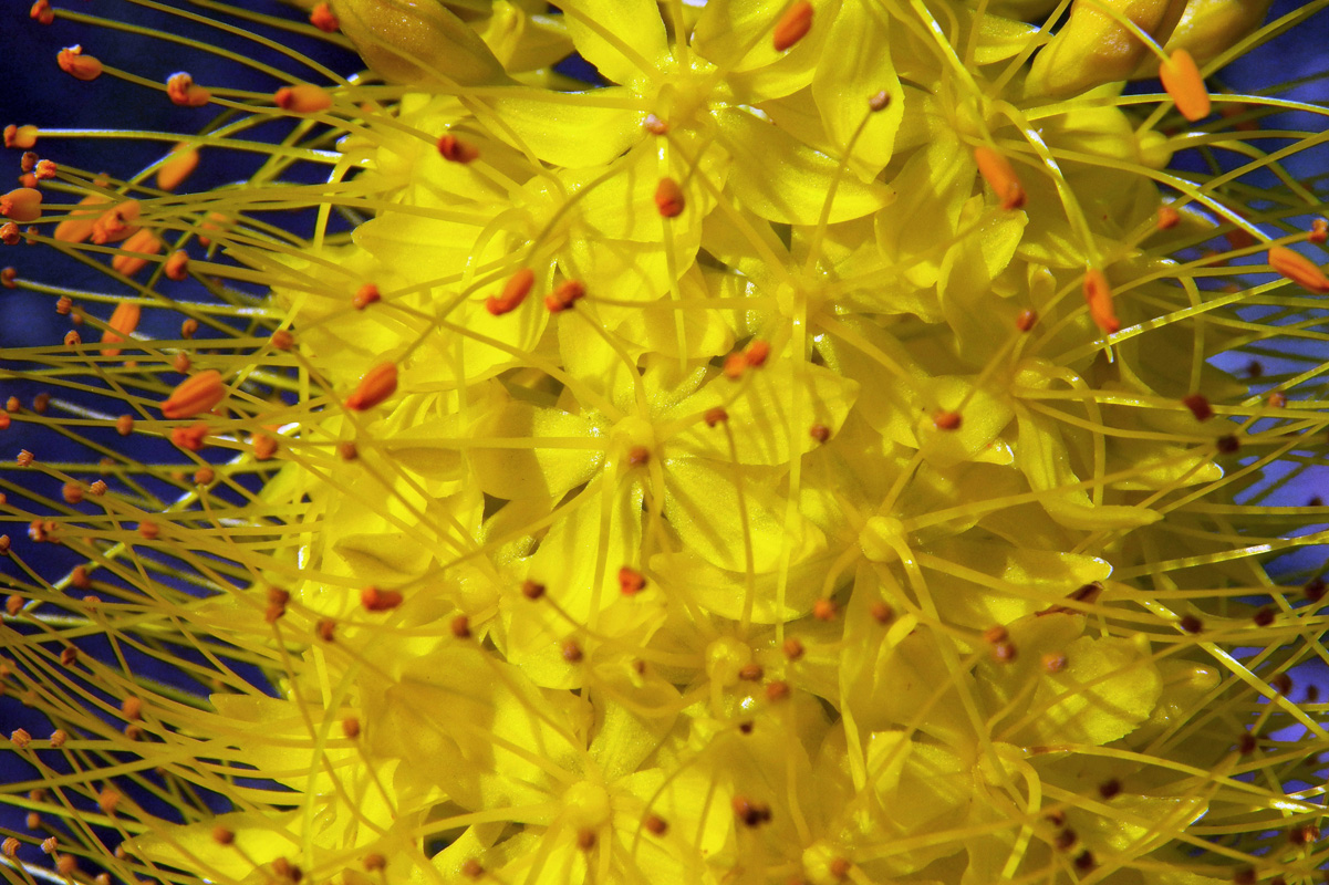 Image of Eremurus stenophyllus specimen.