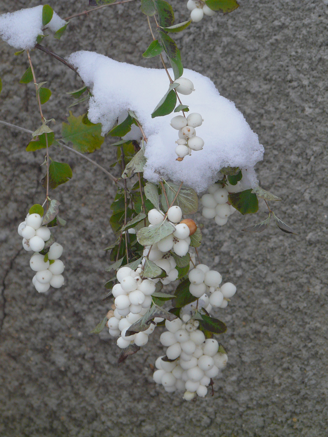 Image of Symphoricarpos albus var. laevigatus specimen.