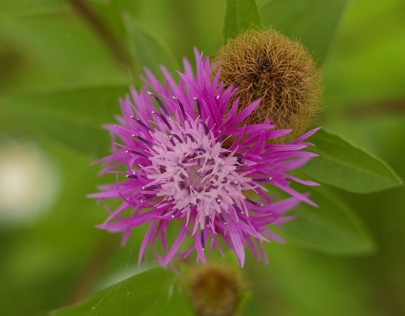 Image of Centaurea pseudophrygia specimen.