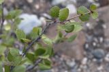 Betula rotundifolia. Верхушка побега. Республика Алтай, Кош-Агачский р-н, Северо-Чуйский хребет, долина р. Актру, подножие поросшего лиственницей каменистого склона северо-западной экспозиции. 14.08.2018.