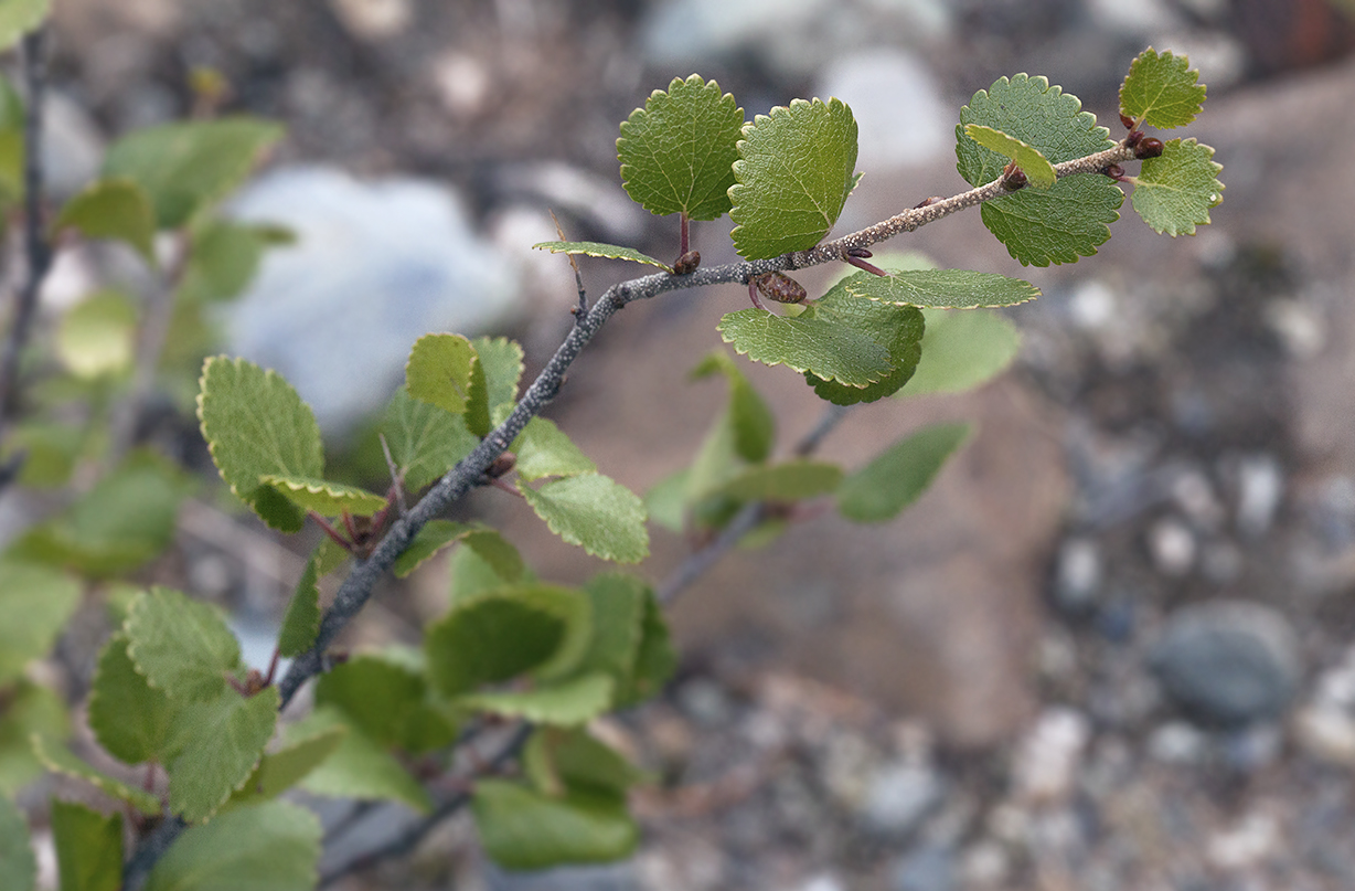 Image of Betula rotundifolia specimen.