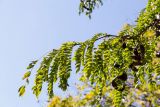 Gleditsia triacanthos. Верхушка ветки с плодами. Крым, г. Севастополь, в уличном озеленении. 24.09.2018.