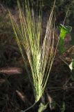 Hordeum vulgare