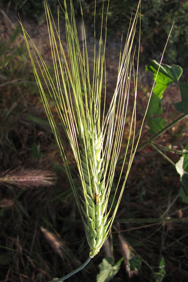 Изображение особи Hordeum vulgare.