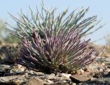 Anabasis truncata