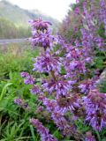 Salvia verticillata