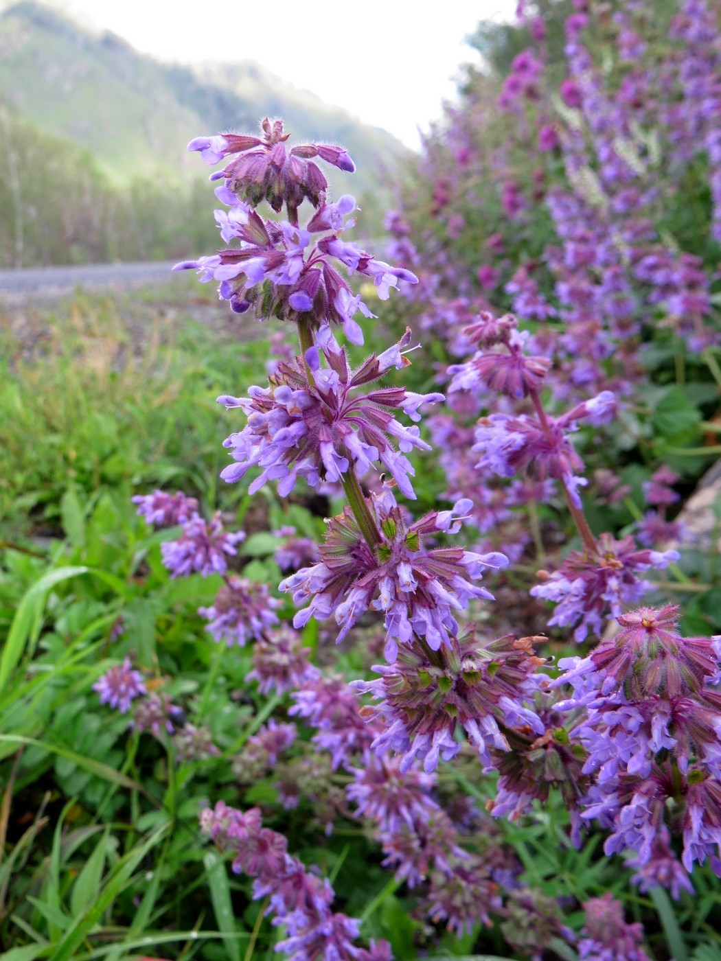 Изображение особи Salvia verticillata.