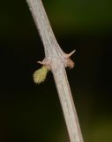 Thunbergia erecta