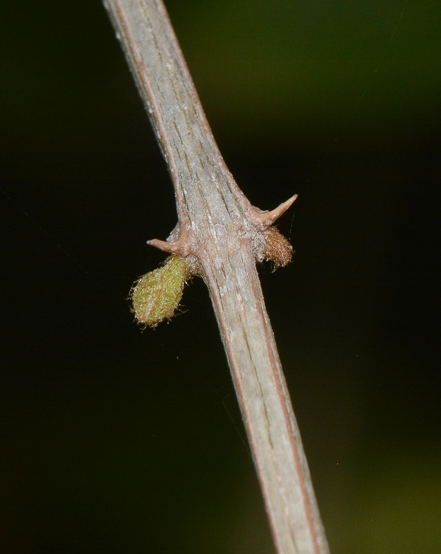 Image of Thunbergia erecta specimen.