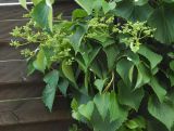 Schizophragma hydrangeoides