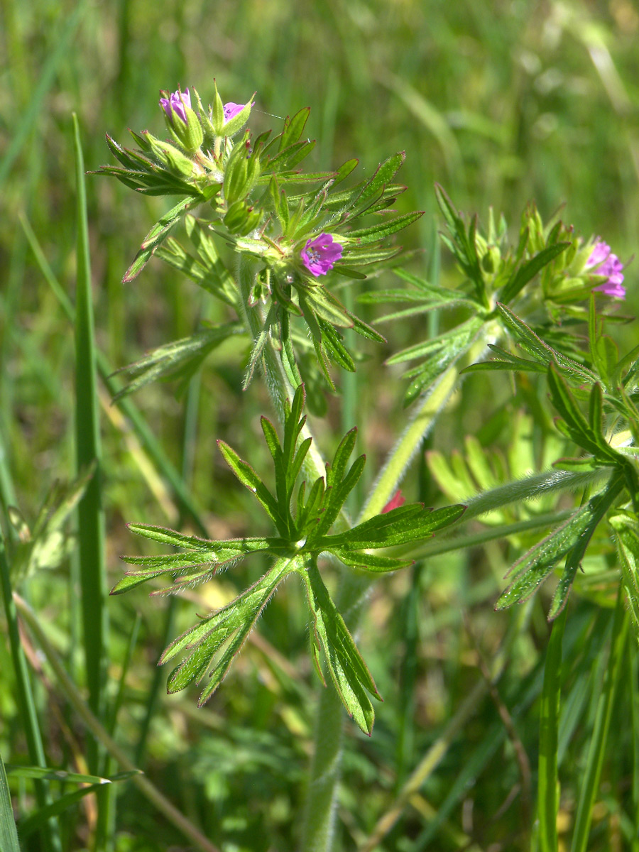 Изображение особи Geranium dissectum.