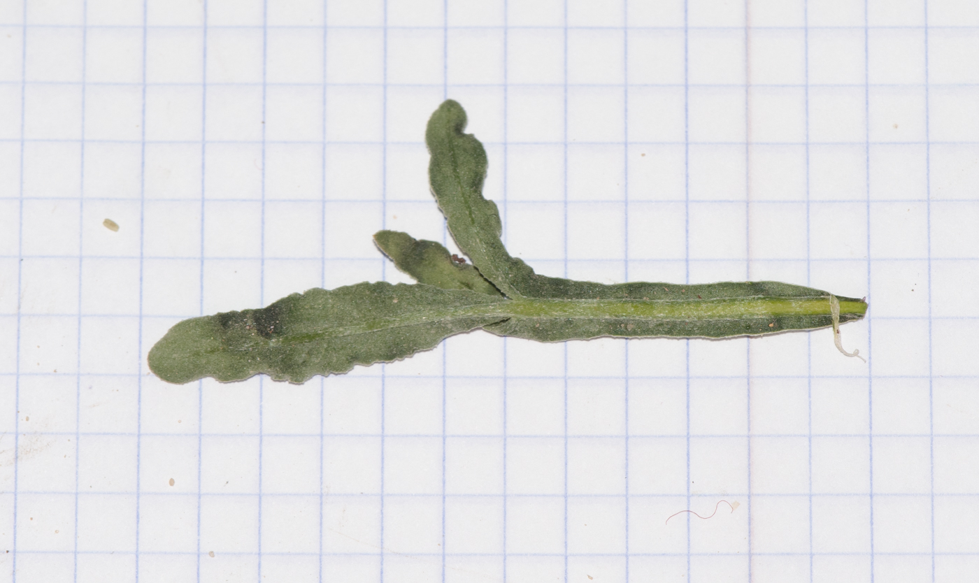 Image of Reseda urnigera specimen.