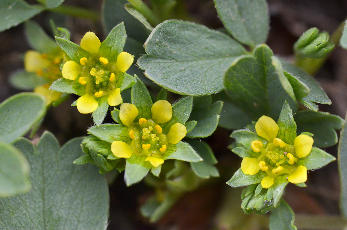 Изображение особи Sibbaldia parviflora.