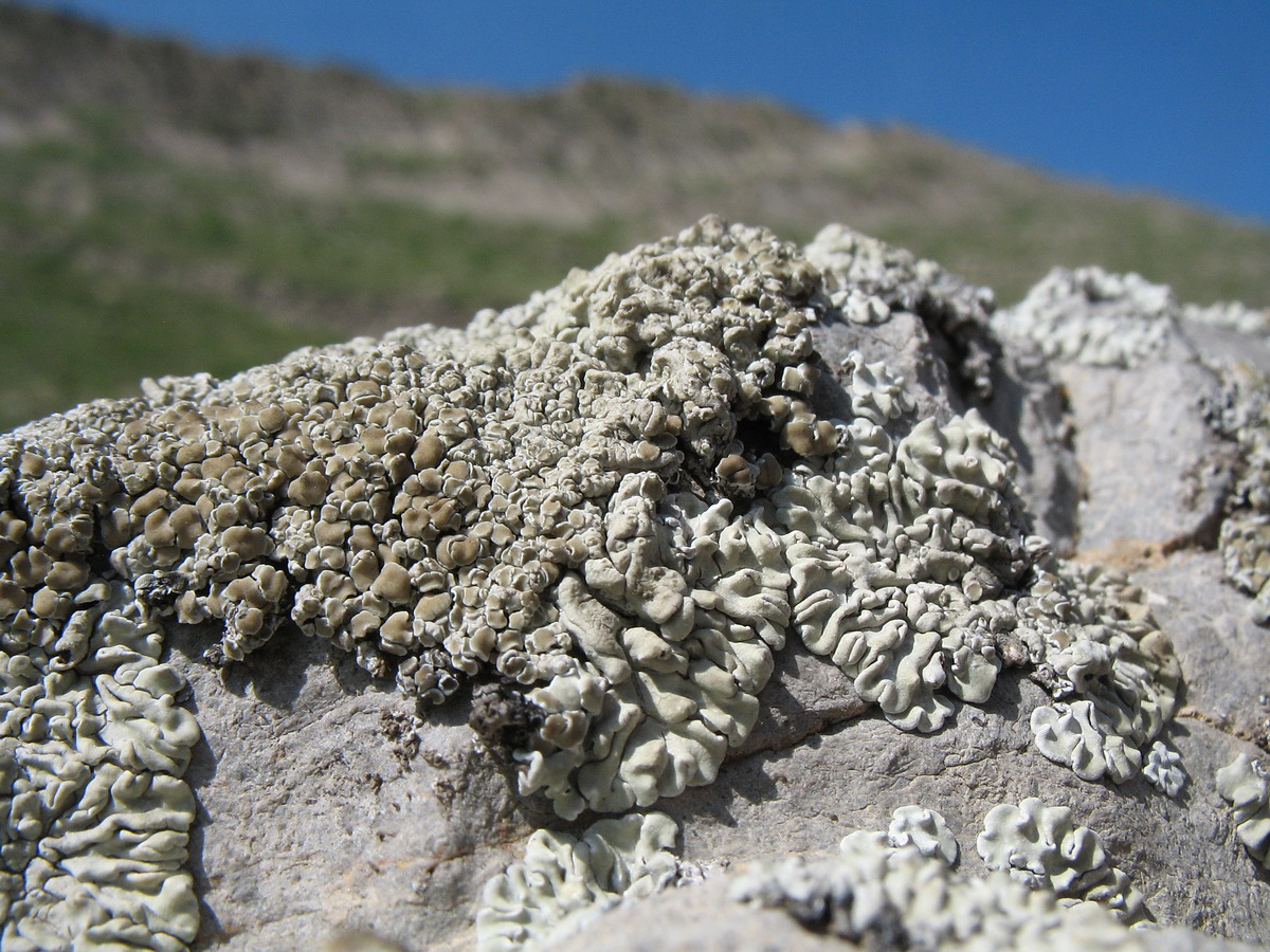 Изображение особи Lecanora muralis.